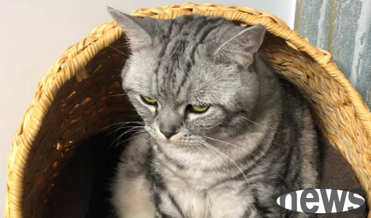 What are the blood types of cats? What is cat blood