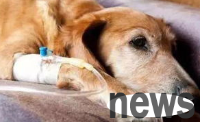 How to distinguish whether a dog s cold is true or not? Come and find out