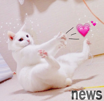 Do cats need to be trimmed regularly?