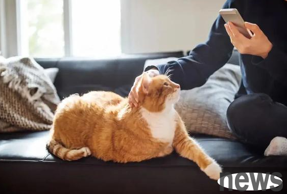 What is the reason why cats shed reddish brown tears?