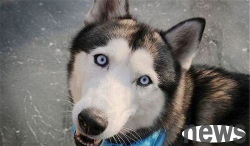What should I do if a pet dog husky has a body odor?