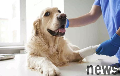 How to deal with first aid for dog head trauma? Pets know how to do it