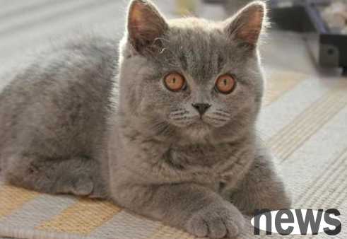 The cheapest pet cats, where might they come from?
