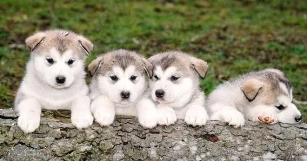 Why do newborn dogs cry?