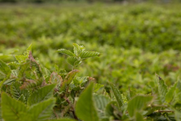 Chinese doctors have revealed that not everyone can drink Xiancai tea in big mouthfuls! What are the effects and nutrients of Xiancao?