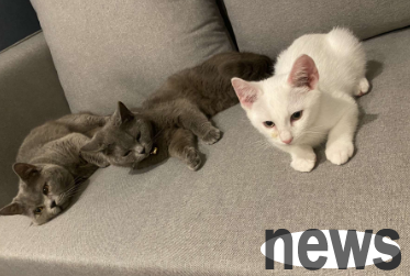 Is it necessary to sterilize a male and a female cat?