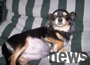 What to do if a female dog has a miscarriage? What causes miscarriage of female dogs?