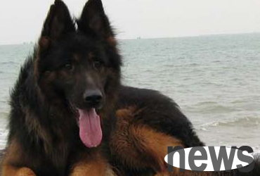 Tips on cute pets: What is the hyperlipidemia in dogs?