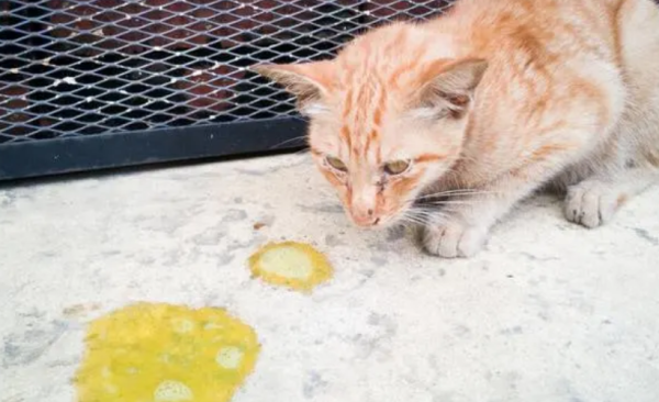 Can the cat survive if he dies the next day after vomiting yellow water? Be sure to know