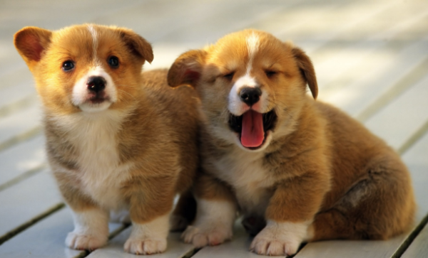 Revealing the rumors, washing too hard will hurt the dog