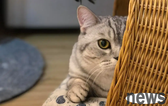 Can I still drink my milk after the cat secretly drinks it?