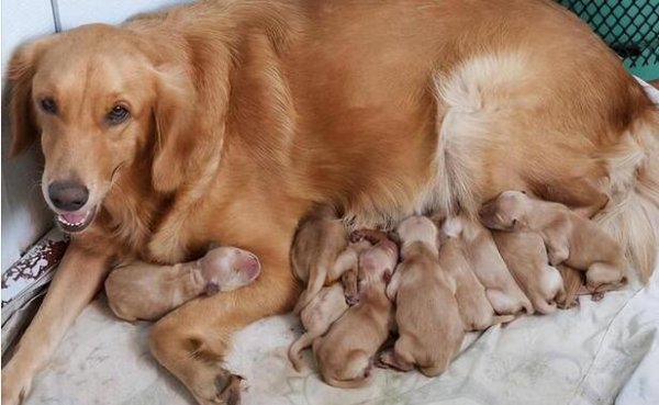 What should I do if the female dog is in a reverse position?