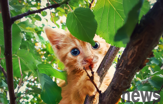 Why do kittens like to eat leaves? Let s find out