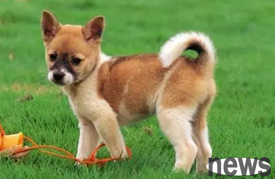 How to train dogs to use the toilet indoors?