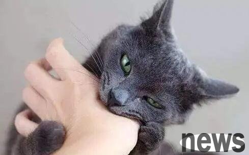 Why do cats look at people? The reason is very simple