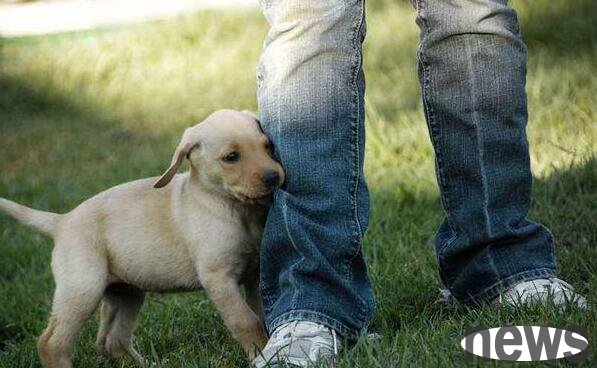 How to correct dogs’ hip-climbing behavior?
