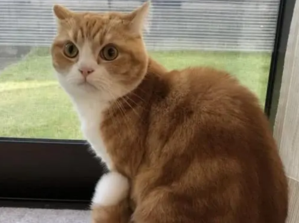 Why do cats like to stay by the window? Come here~