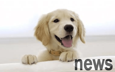 The owner should pay attention to the reasons why dogs shed hair in autumn and winter!