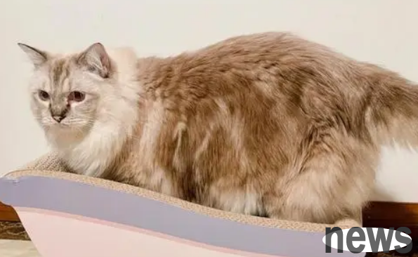 Do cats need cats to grab a board? The answer is here