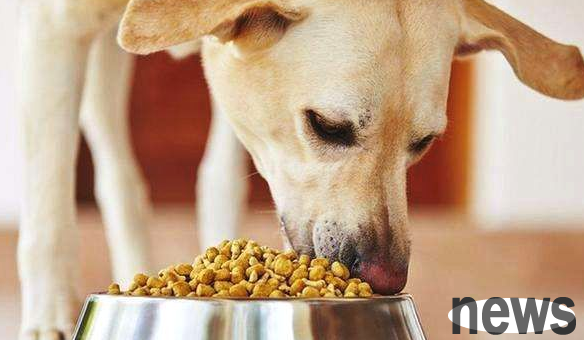What is the best food for dogs? Three major nutritional elements for dogs