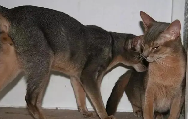 Let’s learn about the male cat’s interest in female cats!
