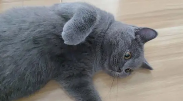 Cat Small Class: How long does it take for a cat to be pregnant?
