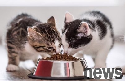 The cat food that has been eating has suddenly stopped eating? Come quickly to get