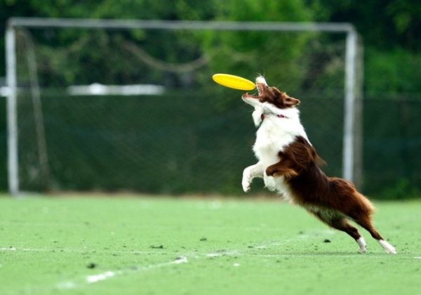 What dogs can be used as Frisbee dogs?