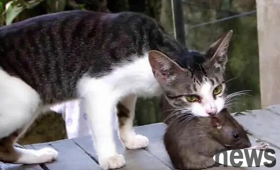 Is it still clean for pet cats to eat mice? After reading this article, you will know