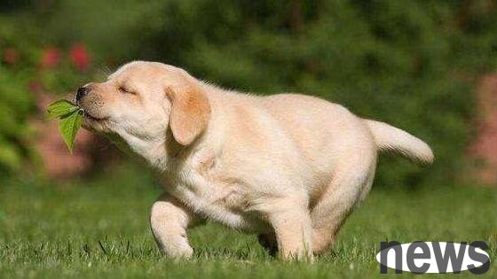 Are you always trying to ask your puppy’s 10 weird puzzles? There is nothing