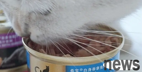 How much can I feed a cat at a time?