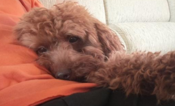 The 7 types of dogs that don’t like to be clingy the most are ranked fifth, and the first place is worthy of being