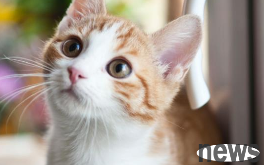 What s wrong with cats always vomiting? There are roughly four situations