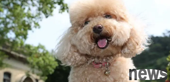 Let’s have the 5 types of dogs with the largest IQ!