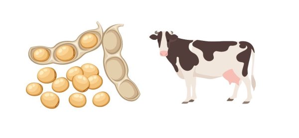 Which is more nutritious, milk or bean? Nutritionists explain the two strengths and who is not suitable for drinking