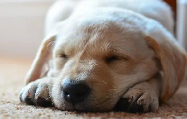 Why do pets have to eat gastrointestinal treasures if they have poor stomach and intestines? What is the help of gastrointestinal treasure?
