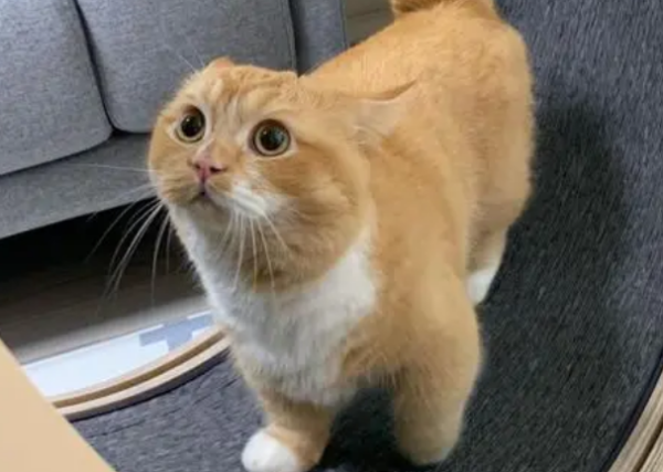 What cats shouldn’t be kept? If you want to raise it, let s find out