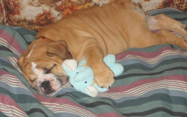 Do dogs sleep like humans? It is important to know that domestic dogs love to sleep during the day, so don’t disturb them better