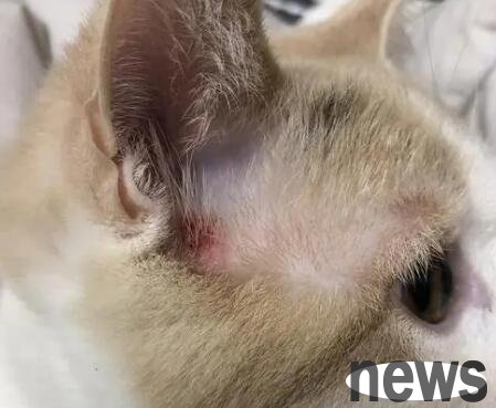 What s going on with bleeding in cats  ears? Come and have a look