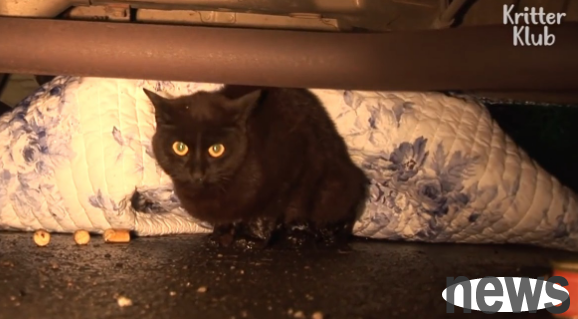 The stray black cat died of labor and refused to leave the dead child