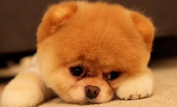 Do you know all 4 cold knowledge about dog fun?