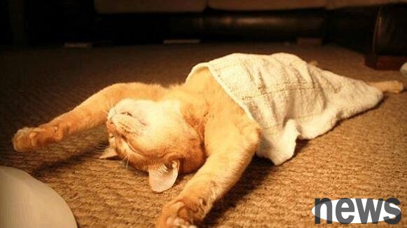 My friend said that her cat sleeps strangely. At first I didn t believe it, so I opened it and laughed at me.