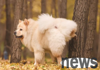 What medicine do dogs use to urinate