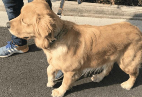 The dog suddenly became lame and trembled a little. What should I do?