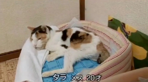 A 20-year-old cat was sentenced to death by a doctor for tongue cancer, but his owner refused to give up. Four months later... a miracle happened!