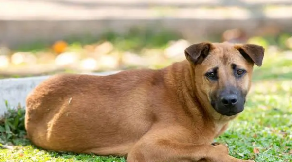 How to deal with dog trauma? Let s take a look together