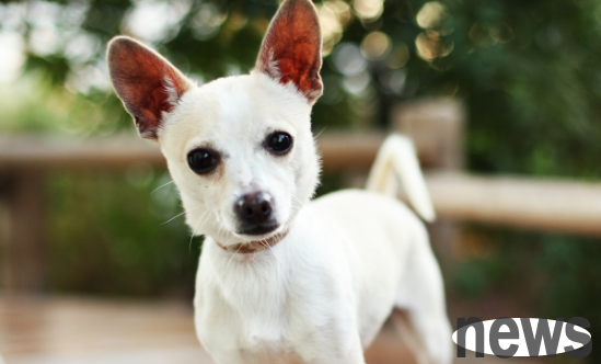 Why are calcium-deficient dogs suitable for drinking liquid calcium for pets? How should calcium supplementation?