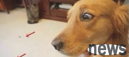 The golden retriever looked at the beef pellets being swallowed by the cat, and his expression was exhausted and said: It was eaten up all