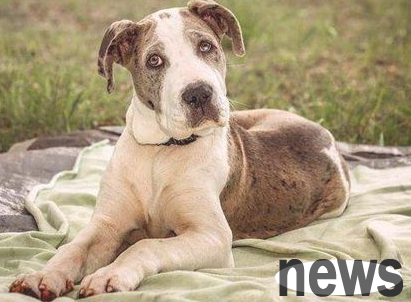 What should I do if my dog s front paws are dispersed?