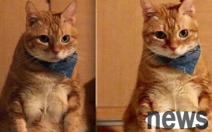 The meaty orange cat trains the chest muscles, but the muscles are broken only cause hair